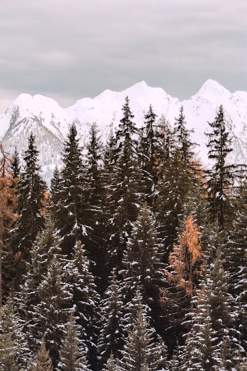 겨울, 꽁꽁 언, 날씨의 무료 스톡 사진