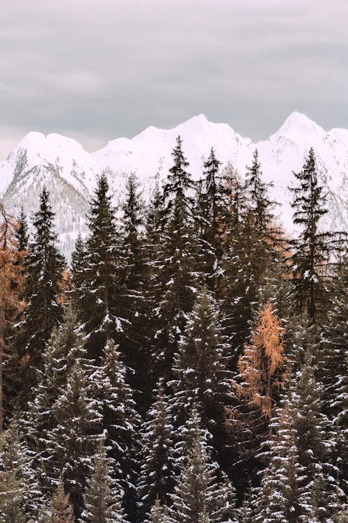 Photos gratuites de arbres, arbres de conifères, conifère