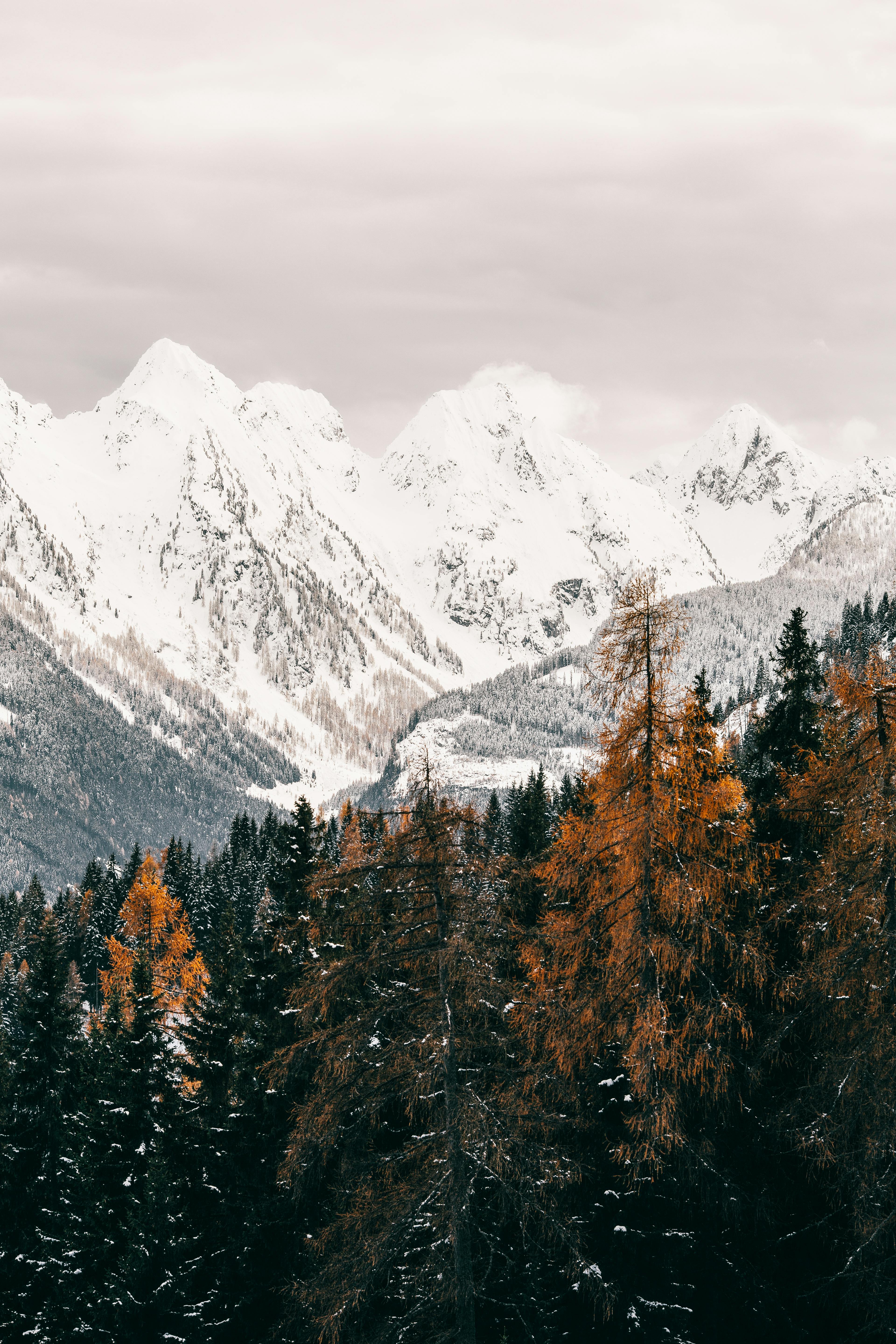 冬季的景色宁静，有雪山和针叶树