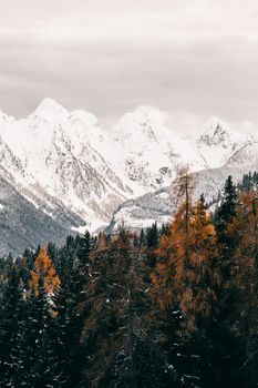 冬季的景色宁静，有雪山和针叶树