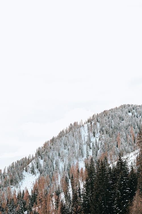 Безкоштовне стокове фото на тему «Альпи, безтурботний, дерева» стокове фото