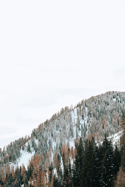 Free Peaceful snowy mountain with coniferous trees under a bright sky. Stock Photo