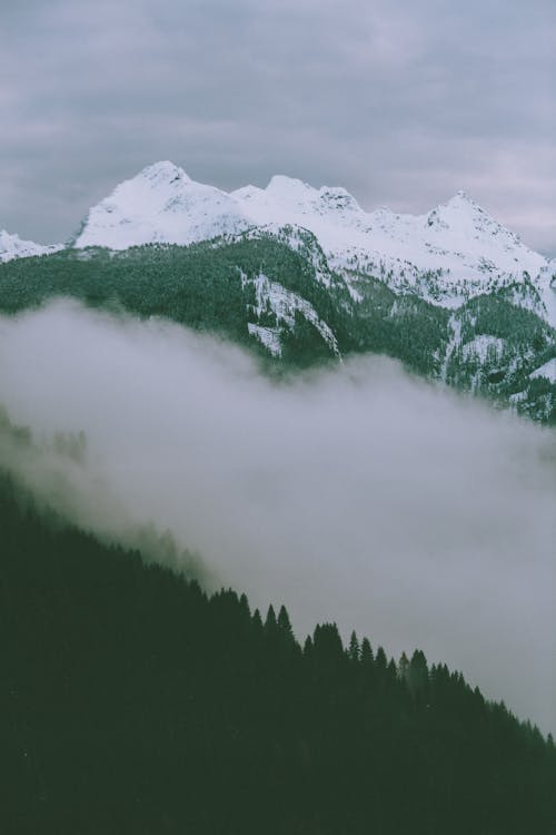 Foto profissional grátis de Alpes, árvores, arvores coníferas