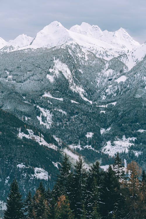 ağaçlar, Alpler, barışçıl içeren Ücretsiz stok fotoğraf