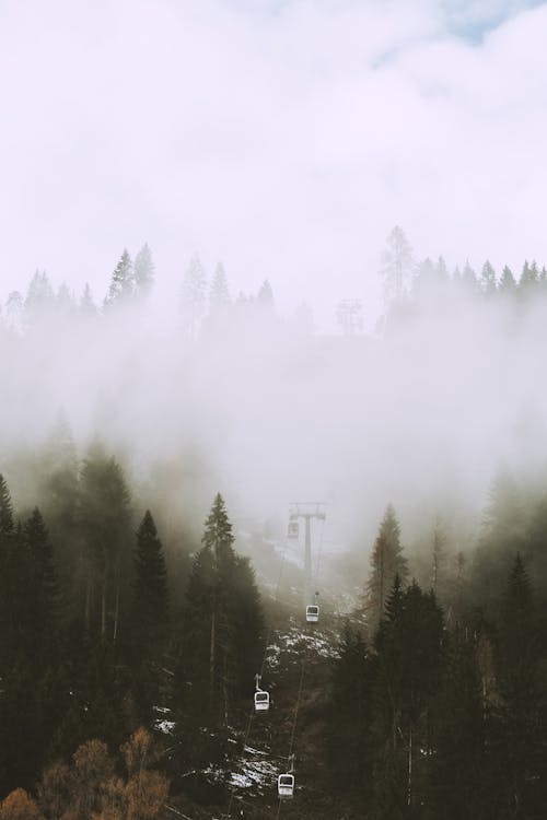 Photo Of Pin Trees Covered With Fog