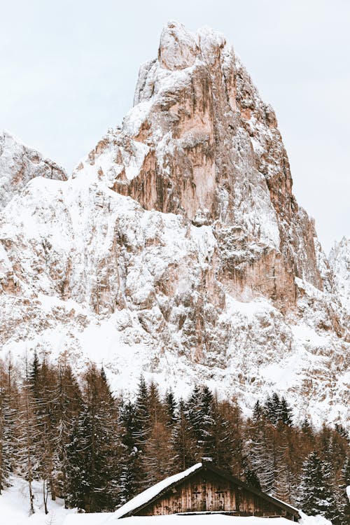 Photo Of Snow Covered Pine Trees