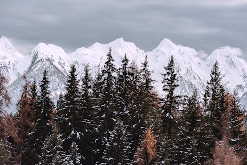 Imagine de stoc gratuită din Alpi, arbori, congelare