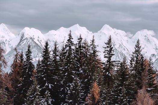 A serene view of snow-covered mountains rising behind pine trees in winter.