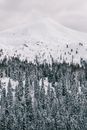 宁静的冬季景观中，白雪皑皑的山峰与针叶林相映成趣