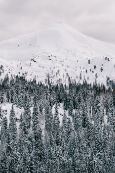 宁静的冬季景观中，白雪皑皑的山峰与针叶林相映成趣