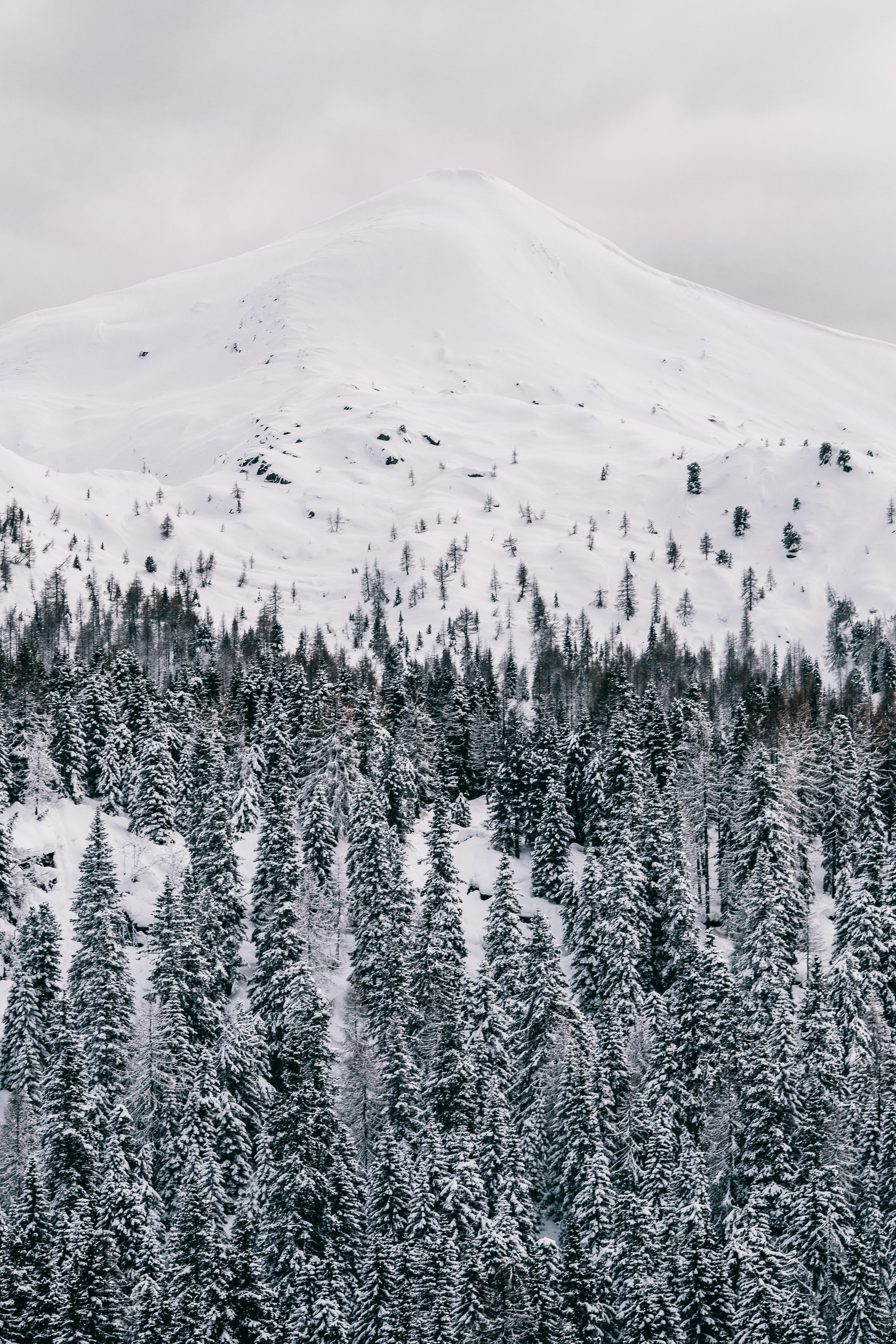 Photo Of Snow Covered Pine Trees · Free Stock Photo