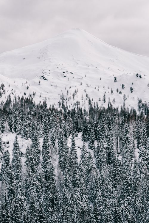Free Serene winter landscape featuring a snow-covered mountain with a forest of coniferous trees. Stock Photo