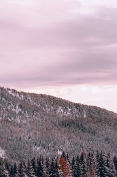 Serene winter landscape with snow-covered mountains and pine trees under a pastel sky.