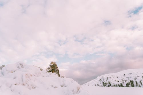 Imagine de stoc gratuită din Alpi, arbori, congela