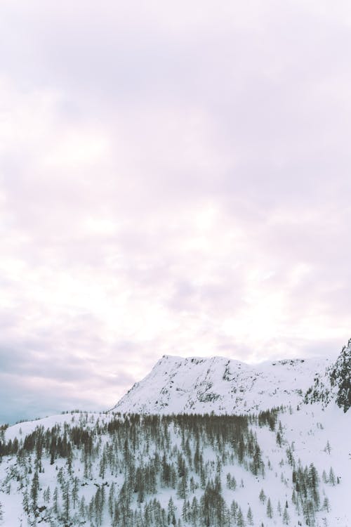 Photo Of Snow Covered Pine Trees During Daytime