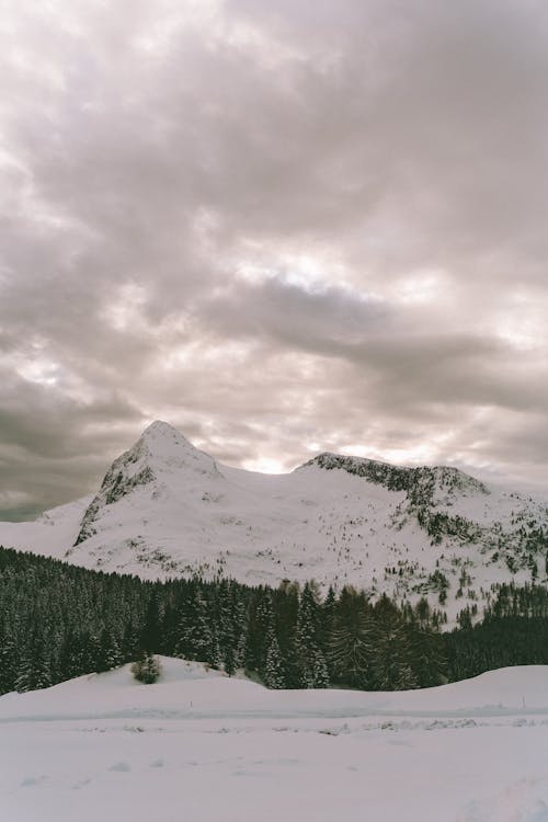 Photo Of Coniferous Trees Under Cloudy Sky