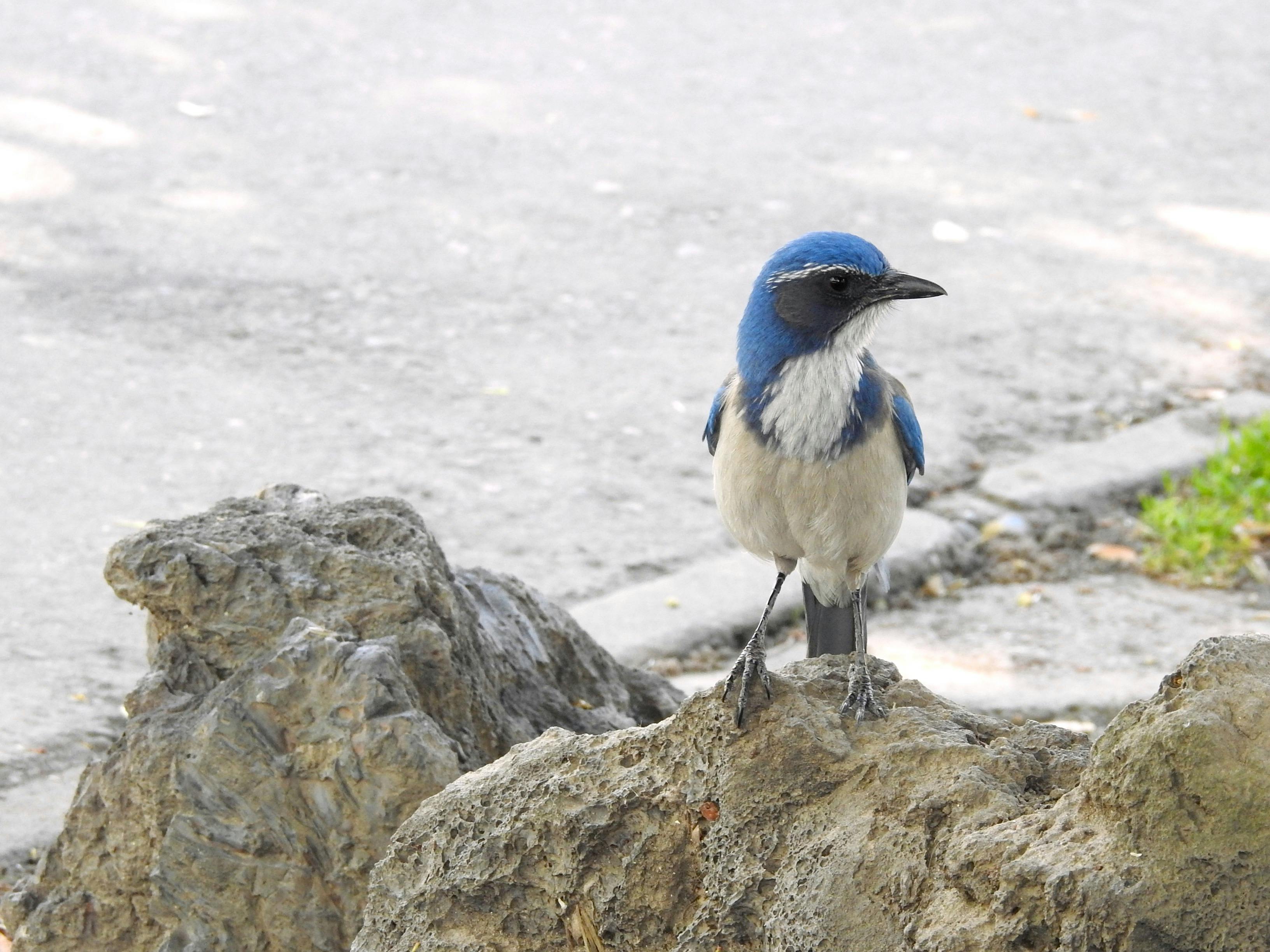 昆明银行如何用肇新智能文档比对看懂跨页复杂表格里的关键数值变化