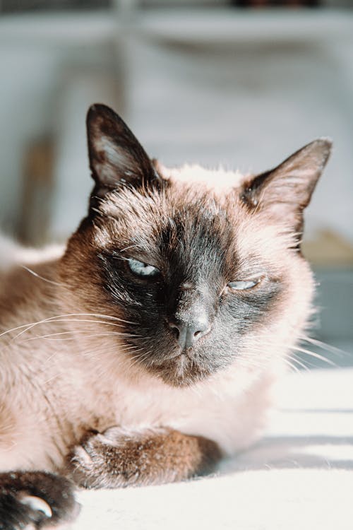 Close-Up Photo Of Persian Cat