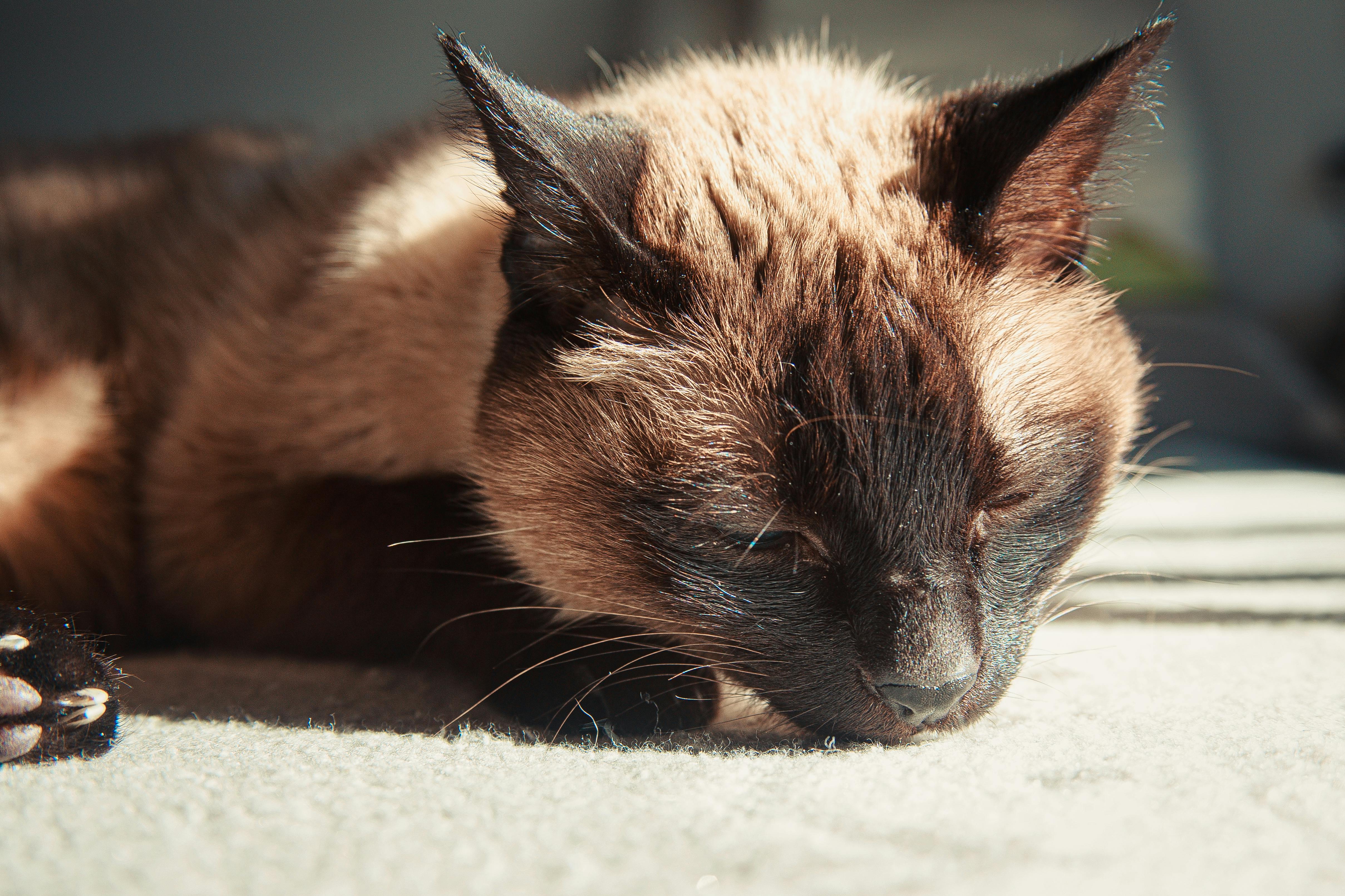 杭州政府机构如何用肇新智能文档比对确保政务文件比对的安全合规