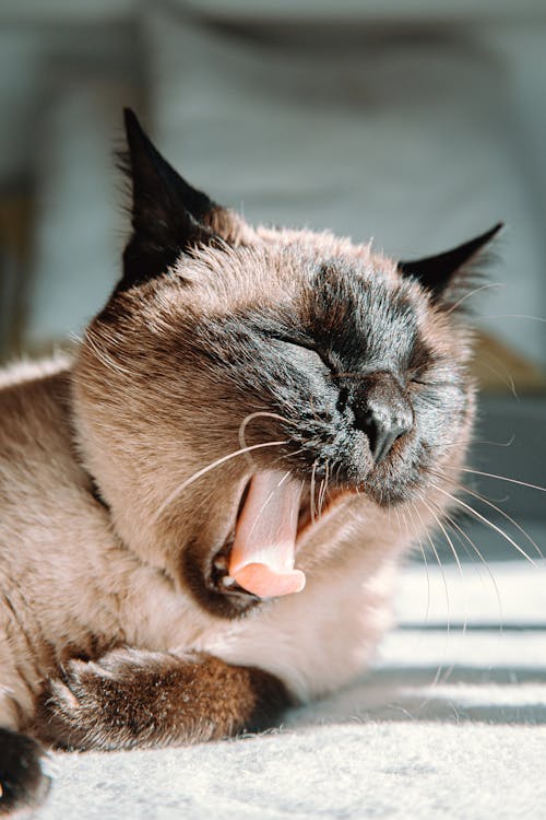 Photo Of Cat Yawning 