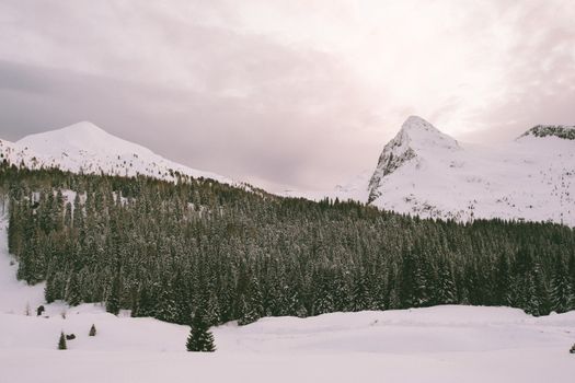 冬日景象宁静，白雪皑皑的山脉与针叶林相映成趣