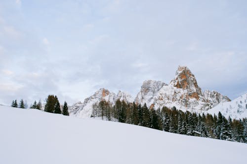 Fotos de stock gratuitas de Alpes, arboles, arboles coniferos