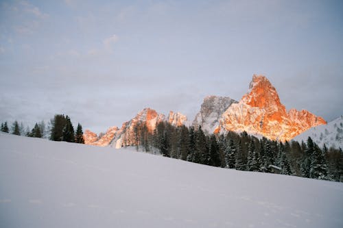 Immagine gratuita di alberi, alpi, carta da parati hd