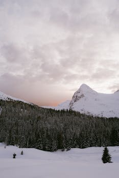Breathtaking view of snow-covered mountains and coniferous forest at sunset.