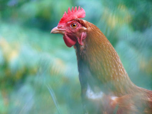 Red Rooster in Close Up Photography