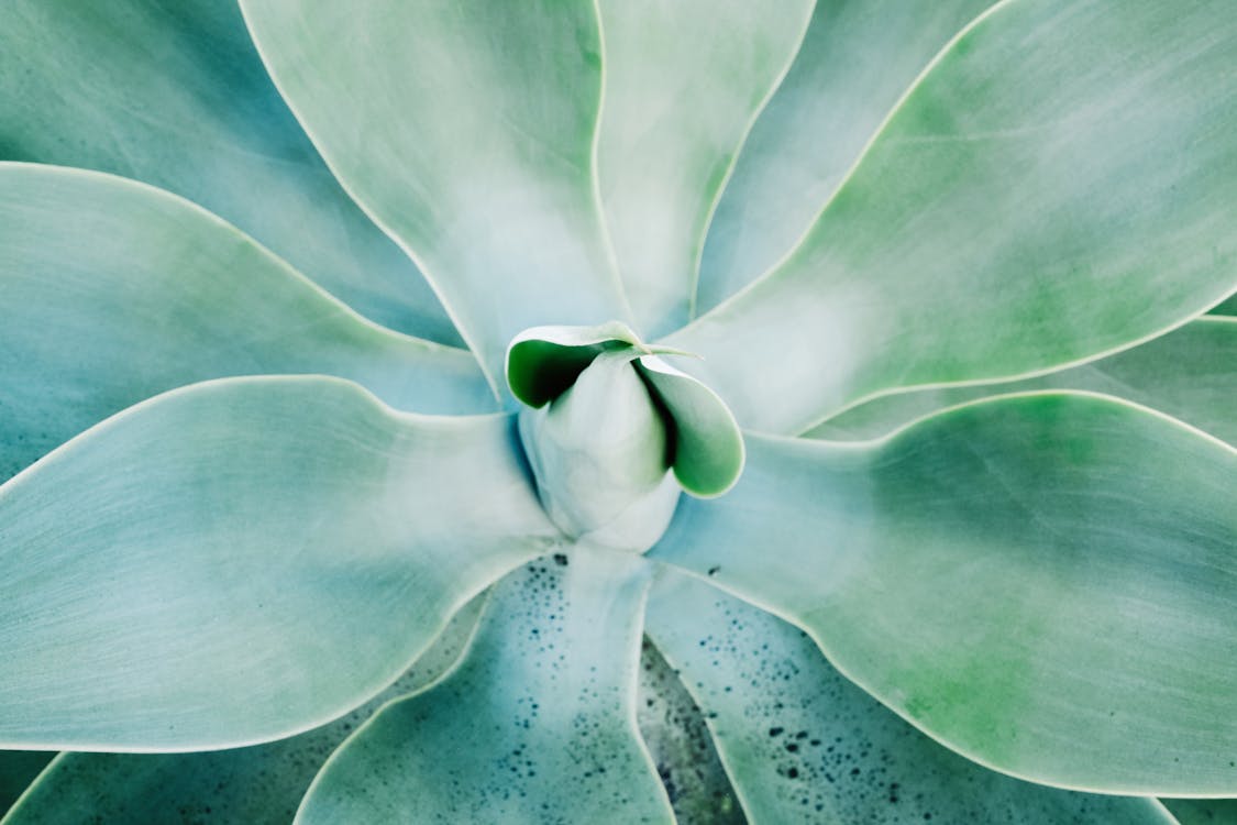 Close Up of a Succulent Plant