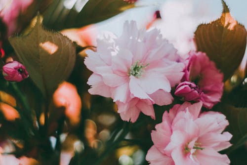 Free Close-Up Photo Of Pink Flowers Stock Photo