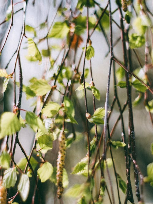 Close-Up Photo Of Green Leaves