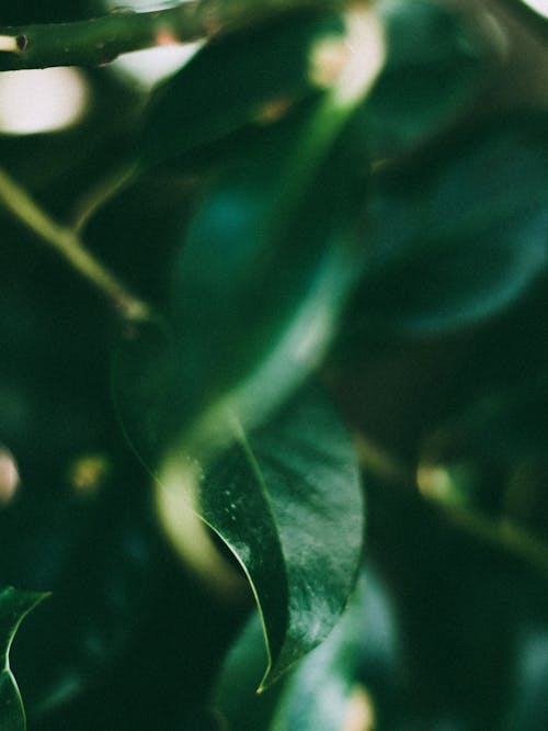 Free Close-Up Photo Of Green Leaves Stock Photo