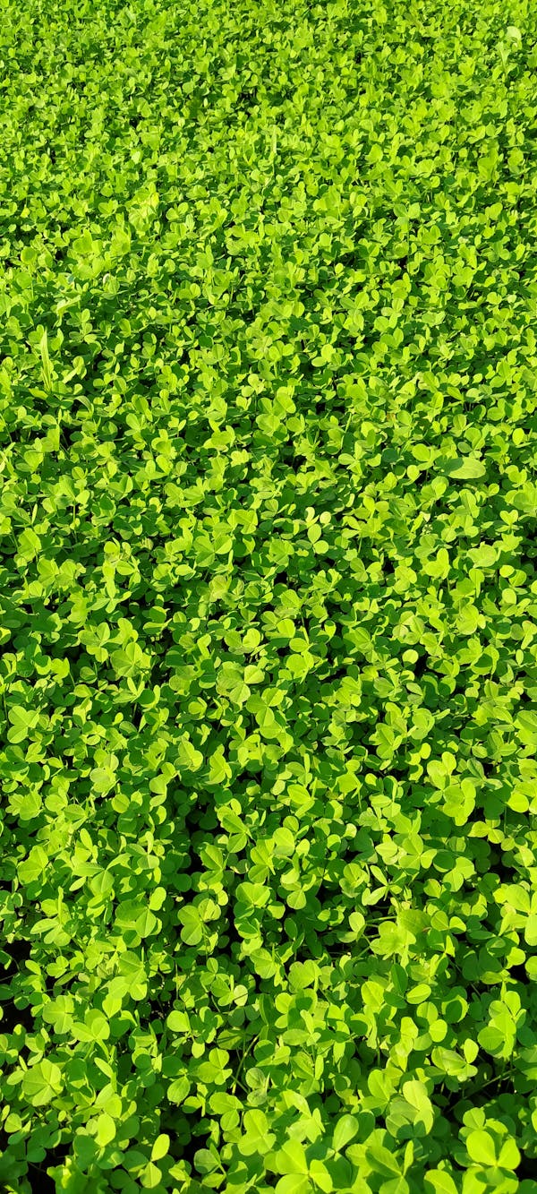 토토캔 배당 - 하이베팅