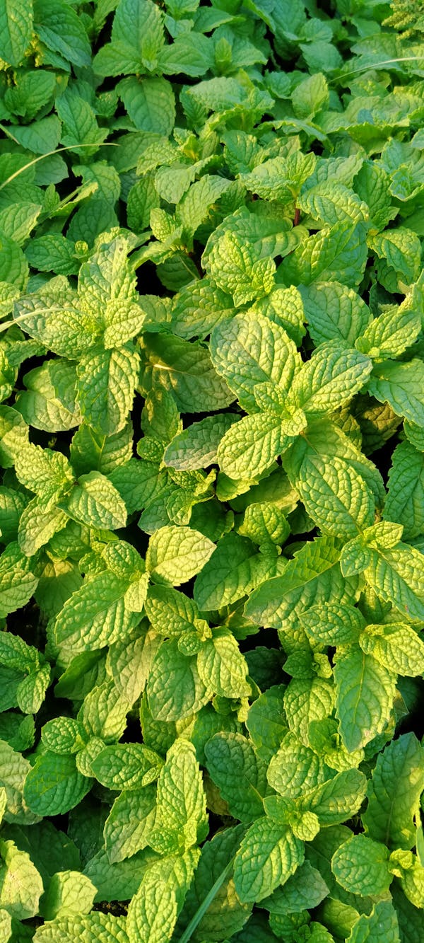 토토캔 배당 - 하이베팅