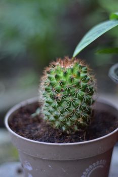 特写镜头展示了一株长有穗状小仙人掌的植物，它充满活力的绿色在户外棕色花盆中格外醒目