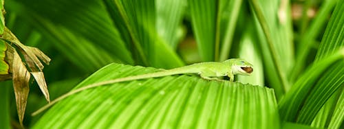 Immagine gratuita di ambiente, animale, avvicinamento