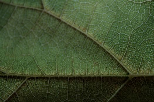 Explore the intricate details of a green leaf's vein pattern in this macro shot, showcasing nature's beauty.