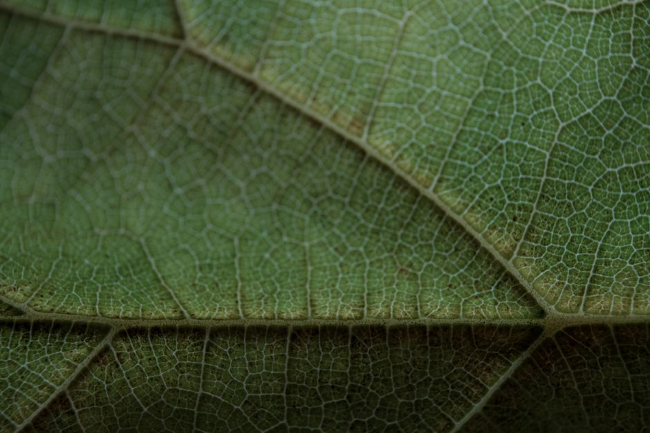 Explore the intricate details of a green leaf's vein pattern in this macro shot, showcasing nature's beauty.