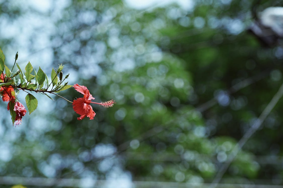 Photo Of Hibiscus Flower