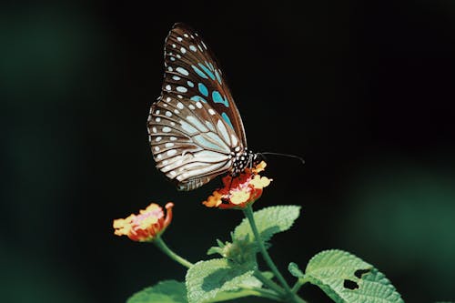 Foto profissional grátis de animais selvagens, antena, borboleta