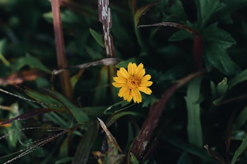 Free Close-Up Photo Of Yellow Flower Stock Photo