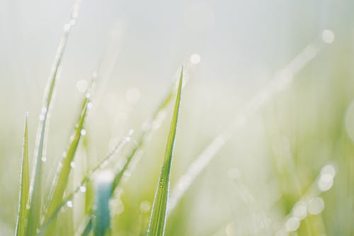 Free Selective Focus Photo Of Water Droplets On Green Grass Stock Photo