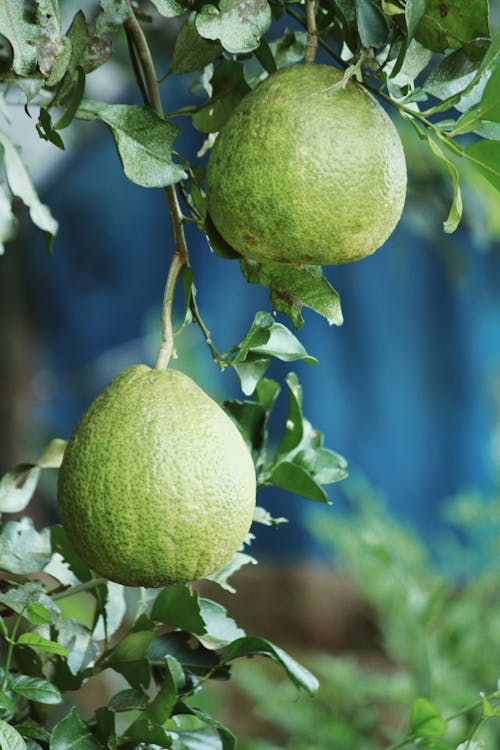 Foto profissional grátis de alimento, ao ar livre, árvore