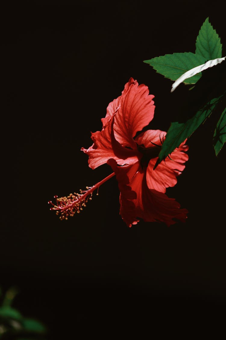 Close-Up Photo Of Hibiscus Flower