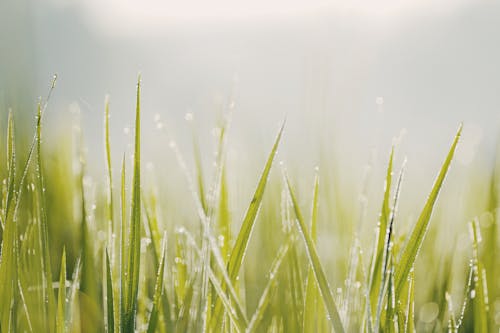 Close-Up Photo Of Grass