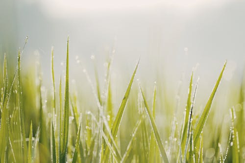 Fotobanka s bezplatnými fotkami na tému bokeh, čerstvosť, čerstvý