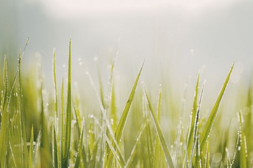 Free Close-up of morning dew on fresh green grass blades with a soft focus background. Stock Photo
