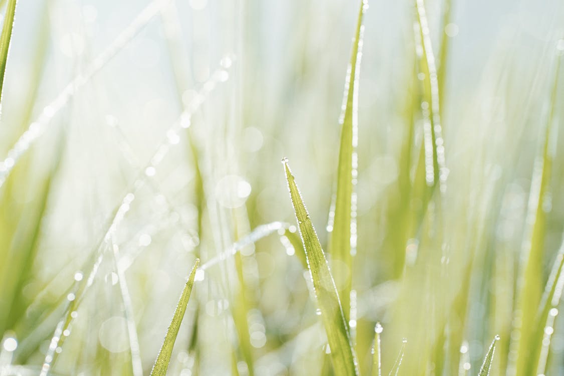 Free Close-Up Photo Of Grass Stock Photo