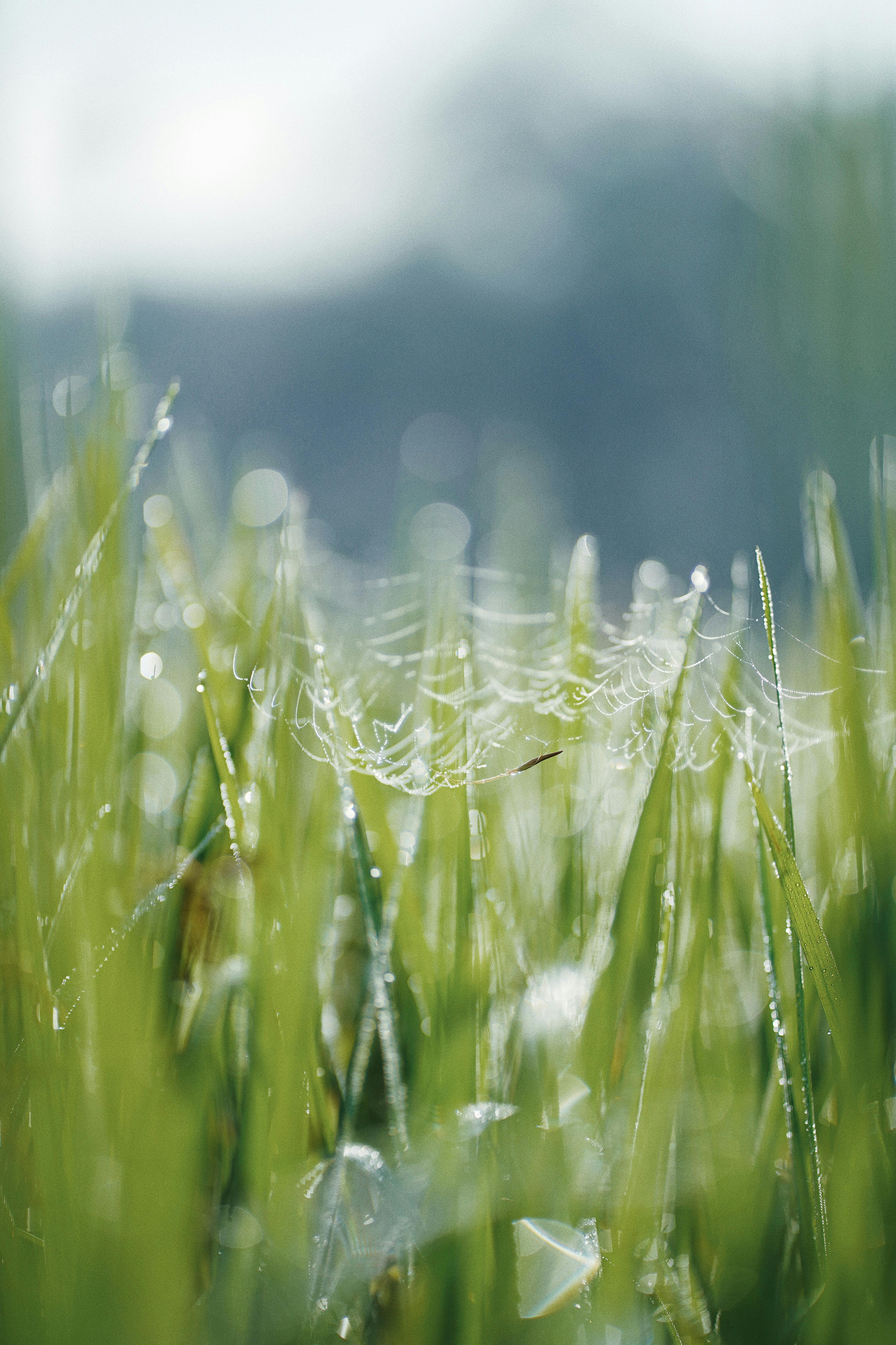 close up photo of web on grass